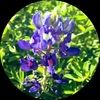 wildflowerblue